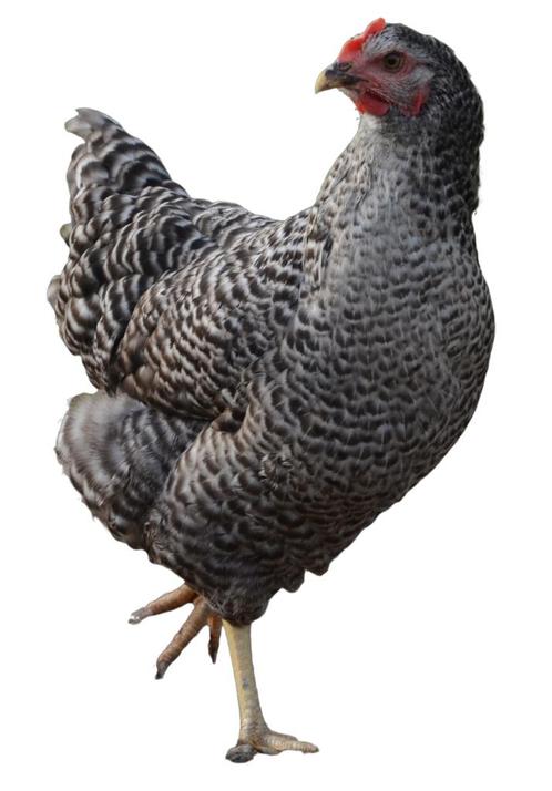 Amrock kippen, Dieren en Toebehoren, Pluimvee, Kip, Vrouwelijk