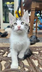 Leuke kittens, Dieren en Toebehoren, Katten en Kittens | Overige Katten, Meerdere dieren, Kortharig, 0 tot 2 jaar