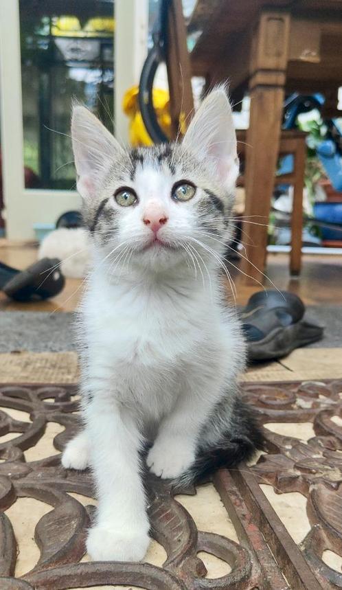 Leuke kittens, Dieren en Toebehoren, Katten en Kittens | Overige Katten, Kortharig, Meerdere dieren, 0 tot 2 jaar