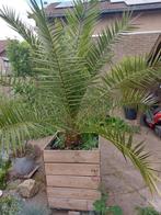 dadelpalm (hoogte 150 cm), Tuin en Terras, Planten | Bomen, Bloeit niet, 100 tot 250 cm, Palmboom, Ophalen