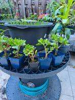 Vet plant voor 1€ per pot, Ophalen, Zomer, Volle zon
