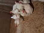 Te koop vleeskipen, Dieren en Toebehoren, Pluimvee, Meerdere dieren, Kip