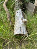 Appelboom hout, Tuin en Terras, Minder dan 3 m³, Ophalen, Overige houtsoorten, Stammen
