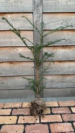 7 Taxus boompjes ongeveer 80 cm, Tuin en Terras, Planten | Bomen, Ophalen, Bloeit niet, Halfschaduw, Overige soorten