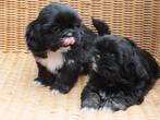 BOOMER PUPS....Maltezer  x  Shih Tzu, Dieren en Toebehoren, Maltezer, Nederland, 8 tot 15 weken, Meerdere