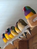 Te koop Gouldamadines, Dieren en Toebehoren, Vogels | Overige Vogels, Meerdere dieren, Geringd