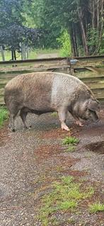 Husumer, Dieren en Toebehoren, Mannelijk, Varken, 3 tot 5 jaar