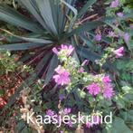 Kaasjeskruid, Ophalen, Zomer, Vaste plant, Overige soorten