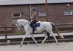 Itopia-W 12 jr KWPN merrie *M dressuur geklasseerd*, Merrie, Springpaard, M, 11 jaar of ouder