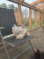 Parelgrijs Cochin haantje., Dieren en Toebehoren, Pluimvee, Mannelijk, Kip