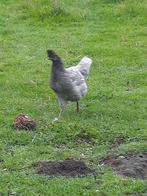 Langkraaiers, Dieren en Toebehoren, Pluimvee, Meerdere dieren, Kip