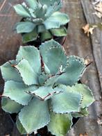 Agave kichiokan, Ophalen of Verzenden, Overige soorten, Volle zon