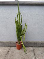 Euphorbia Trigona, Huis en Inrichting, Kamerplanten, Ophalen, 100 tot 150 cm, In pot, Cactus