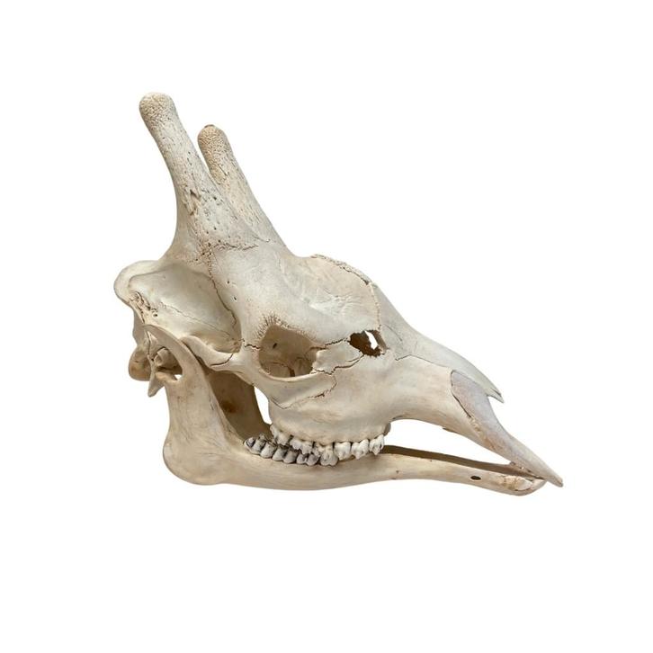 De museumwinkel: Bijzondere artikelen en preparaten, Verzamelen, Dierenverzamelingen, Nieuw, Schedel, Overige soorten, Ophalen of Verzenden