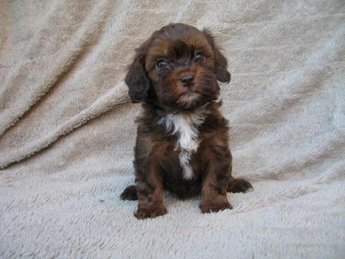 mini labradoodle, Dieren en Toebehoren, Honden | Chihuahua's en Gezelschapshonden, Meerdere dieren, Overige rassen, Particulier