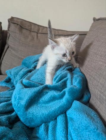 Schattige witte half Siamees half Cypers kitten  beschikbaar voor biedingen