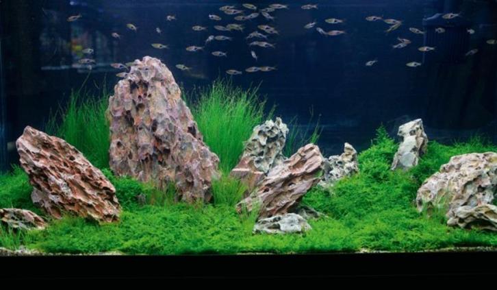 Natuurlijke decoratie stenen om mee te aquascapen, Dieren en Toebehoren, Vissen | Aquaria en Toebehoren, Nieuw, Leeg aquarium