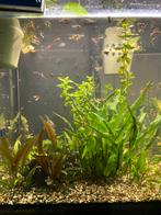 aquarium met vissen in Breda, Dieren en Toebehoren, Ophalen, Zo goed als nieuw, Gevuld zoetwateraquarium