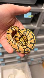 0.1 spotnose yellow belly 100% het clown ball python, Dieren en Toebehoren, Reptielen en Amfibieën, Slang, 0 tot 2 jaar