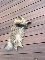 2 x Brits langhaar, Dieren en Toebehoren, Kater, Gechipt, 0 tot 2 jaar