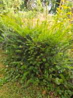 Taxus baccata ongeveer 40 stuks 50 cm hoog, Tuin en Terras, Ophalen, Taxus, Minder dan 100 cm