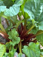 Rabarberplant Goliath plantgoed- Sterke en gezonde plant!, Ophalen, Voorjaar, Volle zon, Wortelstok