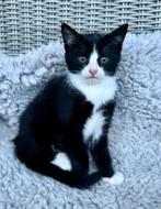 Lief sociaal katertje, Dieren en Toebehoren, Katten en Kittens | Overige Katten, Meerdere dieren, Kortharig, 0 tot 2 jaar