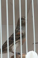 Mooie jonge donkere harlekijn pop 2025, Dieren en Toebehoren, Vogels | Kanaries, Vrouwelijk, Kleurkanarie