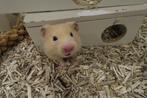 Hamster goudhamster, Dieren en Toebehoren, Knaagdieren, Hamster, Juli, Meerdere dieren, Tam