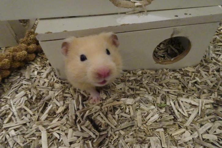Hamster goudhamster, Dieren en Toebehoren, Knaagdieren, Meerdere dieren, Hamster, Juli, Tam