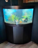 Juwel aquarium trigon, Dieren en Toebehoren, Ophalen, Leeg aquarium