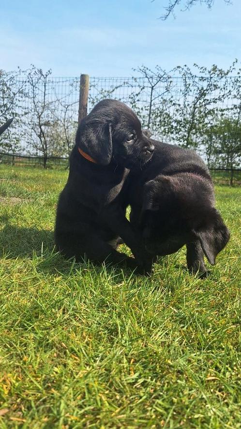 10 Lieve zwarte labrador pups (nog 5 vrij), Dieren en Toebehoren, Honden | Retrievers, Spaniëls en Waterhonden, Meerdere dieren