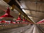 Val Drink Nippellijn - 12 stuks 35 meter, Dieren en Toebehoren, Ophalen, Zo goed als nieuw, Drinken en Voederen