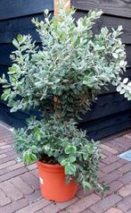 prachtige Mediterrane plant 80 cm, Ophalen, Zomer, Overige soorten, Volle zon