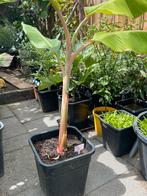Bleu Java bananenplant, Ophalen, Zomer, Volle zon
