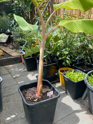 Bleu Java bananenplant beschikbaar voor biedingen