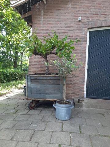 Kar met oude druivenrank  beschikbaar voor biedingen