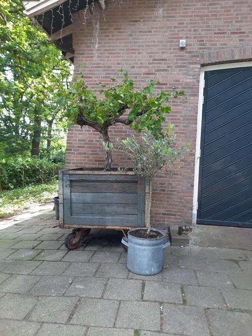 Kar met oude druivenrank, Antiek en Kunst, Curiosa en Brocante, Ophalen