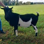 Ter dekking bonte stamboek bok CAE & CL vrij, Dieren en Toebehoren, Schapen, Geiten en Varkens, Mannelijk, Geit