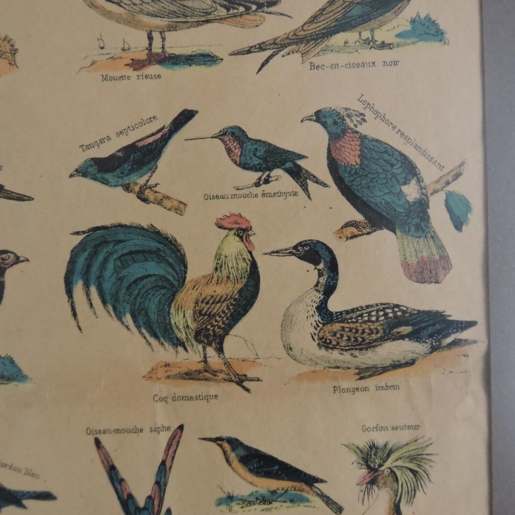 Mooie poster vogels epinal Pellerin histoire naturelle, Huis en Inrichting, Woonaccessoires | Schilderijen, Tekeningen en Foto's
