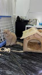 Lieve en rustige Britse Korthaar (beige) – Chico, Dieren en Toebehoren, Katten en Kittens | Raskatten | Korthaar, Kater, Gechipt