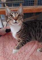 Prachtige poes 6 mnd (gesteriliseerd) Lotje, Poes, Kortharig, 0 tot 2 jaar