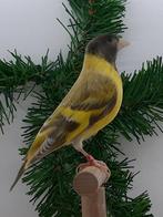 Te koop zwartkop sijssen  mutaties topaas pastel dubbel past, Dieren en Toebehoren, Vogels | Overige Vogels, Meerdere dieren
