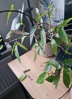 Begonia Maculata - Stippenbegonia, Ophalen of Verzenden, Halfschaduw, Minder dan 100 cm