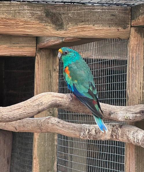Veelkleurenparkiet man, Dieren en Toebehoren, Vogels | Parkieten en Papegaaien, Parkiet, Mannelijk