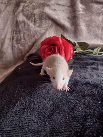 Lieve mooie gezonde tamme rittens alleen nog mannen  beschikbaar voor biedingen