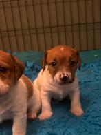 Jack Russel pups mogen rond kerst verhuizen, Jack Russell Terriër, 8 tot 15 weken, Meerdere, Meerdere dieren