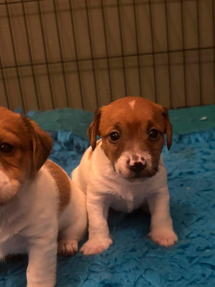 Jack Russel pups mogen rond kerst verhuizen, Dieren en Toebehoren, Honden | Jack Russells en Terriërs, Meerdere dieren, Jack Russell Terriër