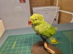 Opgezette Halsbandparkiet, Verzamelen, Ophalen of Verzenden, Nieuw, Vogel, Opgezet dier