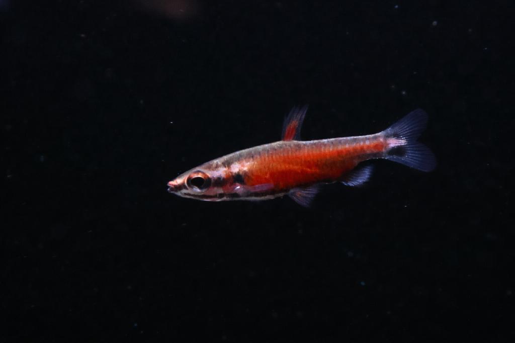 Dwergpotloodvisje Super Rood – Nannostomus amaya, Dieren en Toebehoren, Vissen | Aquariumvissen, Vis, Schoolvis